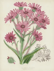 Le Séneçon Éclatant, Senecio Speciosus